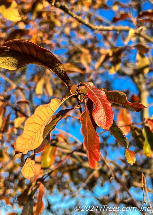 Closeup of red fall leaves.