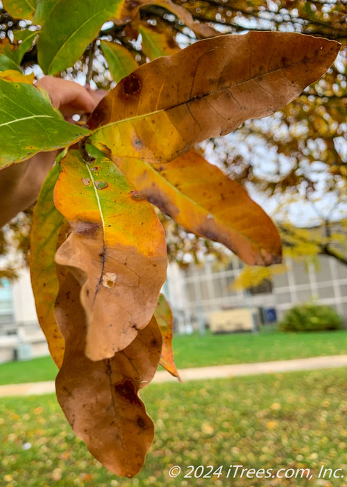 Closeup of transitioning fall color going from green to yellow, orange to brown.