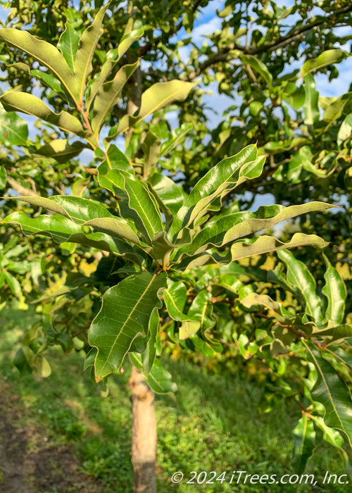 Closeup of green leaves with smooth shiny tops and fuzzy matte undersides.