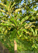 Closeup of green leaves with smooth shiny tops and fuzzy matte undersides.