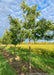 A row of Shingle Oak at the nursery with green leaves.