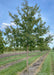 Shingle Oak at the nursery with green leaves.