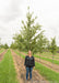 Shingle Oak at the nursery with a person standing next to it to show its height, their head is at the lowest branch.