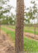 Closeup of rough brown furrowed trunk.