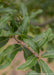 Closeup of smooth green leaves.