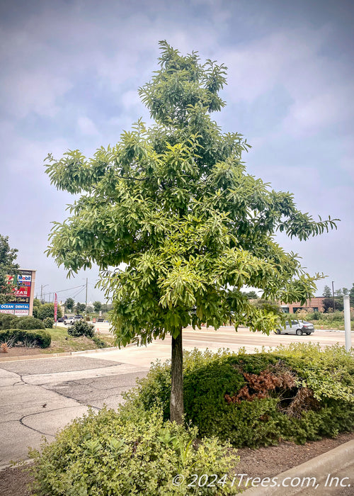 Shingle Oak planted in a parking lot island with green leaves.