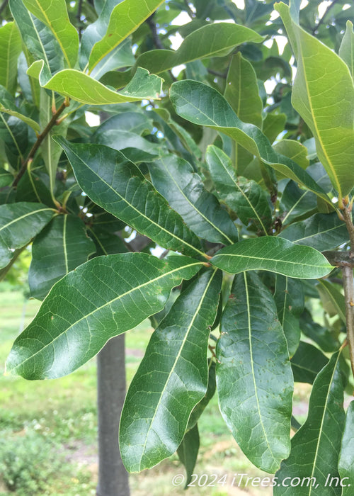 Closeup of shiny green leaves.