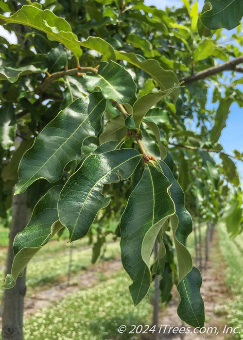 Closeup of smooth green leaves.