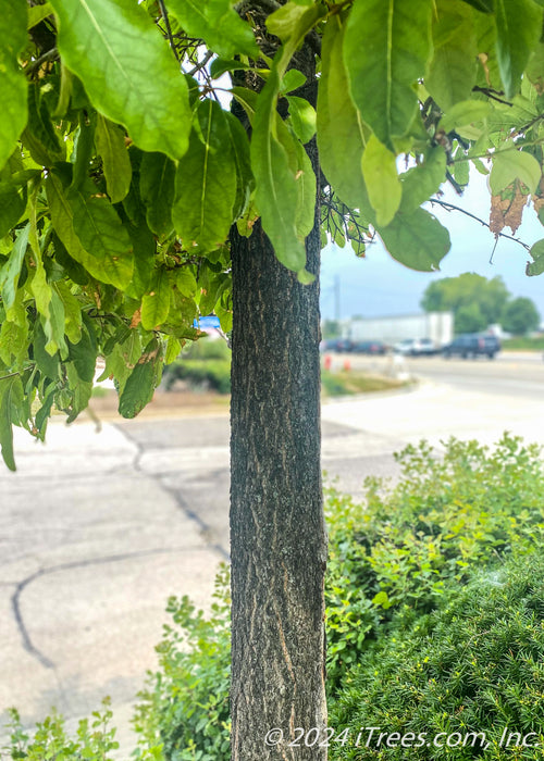 Closeup of green leaves and rough rugged trunk.