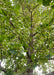 Closeup of the inner branching of the tree looking up, showing furrowed trunk and green leaves.