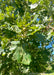 Closeup of the end of a branch showing large green leaves and newly emerging acorns in a frilly husk.