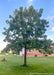 A maturing Bur Oak grows in an open area of a yard with dark green leaves, a building stands in the background with blue skies and green grass.