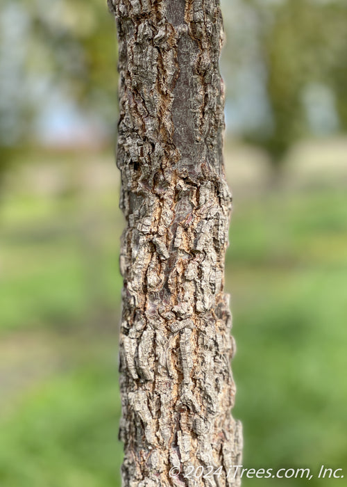 Closeup of a deeply furrowed trunk.