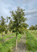 A Bur Oak grows in a nursery row, surrounded by other trees, with grass strips between rows.