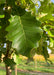 Closeup of large, shiny green leaf with rounded lobes.