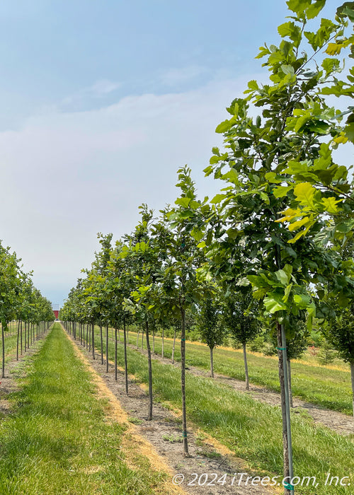 A row of Bur Oak grows in the nursery with green leaves, and grass strips between rows of trees.