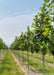 A row of Bur Oak grows in the nursery with green leaves, and grass strips between rows of trees.