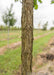 Closeup of a young Bur Oak trunk showing corky furrowed bark.