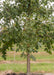 View of lower branching with dark green leaves.