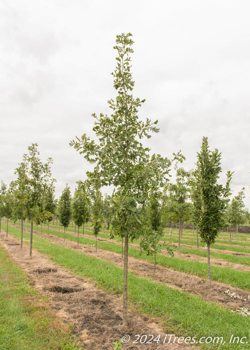 A row of Bur Oak grows in a nursery row, with green leaves, surrounded by other trees, with grass strips between rows.