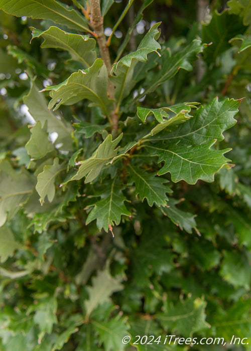 Closeup of shiny green leaves.