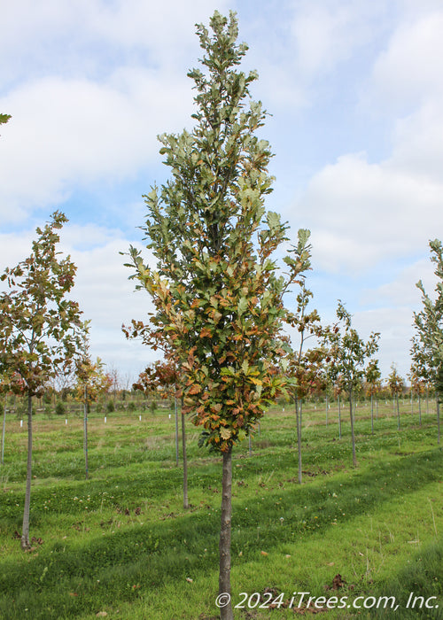 A single Regal Prince Oak at the nursery in fall showing changing fall color.