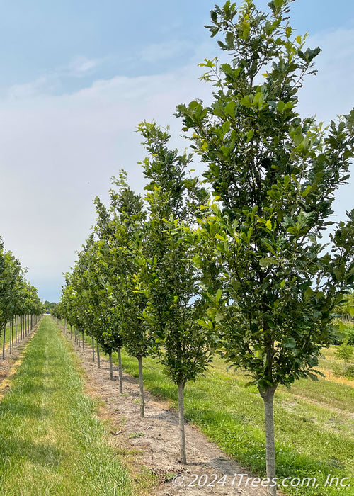 Regal Prince Oak at the nursery with green leaves.