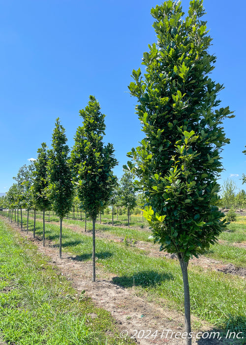 A row of Regal Prince Oak grows at the nursery.