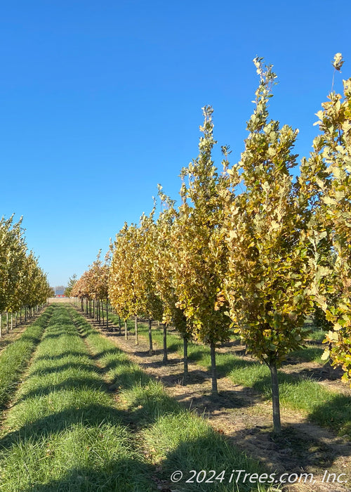 A row of Regal Prince Oak at the nursery with changing fall color.