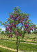 Purple Robe at the nursery in bloom with purple flowers and green leaves. 