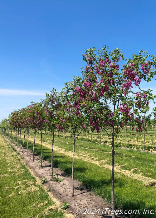 A row of Purple Robe Black Locust in bloom at the nursery.