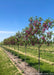 A row of Purple Robe Black Locust in bloom at the nursery.