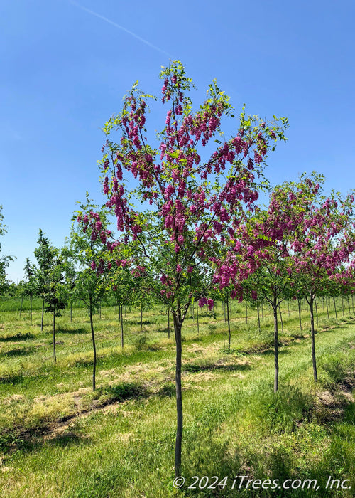 Purple Robe Black Locust in bloom with small panicles of purplish pink flowers and green leaves. 