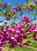 Closeup of purplish-pink flowers and green leaves.