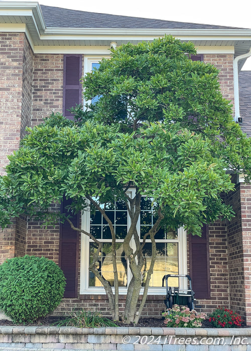 Maturing Royal Star Magnolia with green leaves planted in a front landscape bed behind a retaining wall.