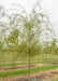 A single Niobe Golden Weeping Willow grows in the nursery showing large weeping branches of green leaves and a golden yellow trunk. Strips of green grass grows between rows of trees with a grey cloudy sky in the background.