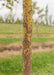 Closeup of golden yellow and brown textured trunk.