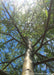 Closeup view of the center golden yellow trunk looking up at branches and a canopy of newly emerged light green leaves. The sun is directly above filtering light through the branching with a clear blue sky in the background.