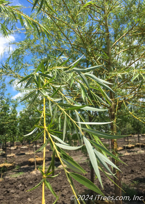 Closeup of a long branch with yellow stems and green long slender leaves.