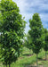 Slender Silhouette Sweetgum growing at the nursery showing their tall slender form full of green leaves.