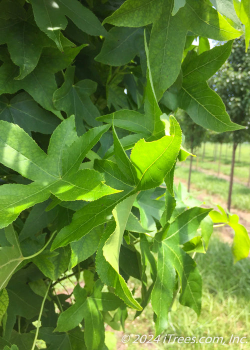 Closeup of bright green leaves.