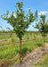 Great Wall single-trunk tree with green leaves in a nursery row.