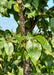 Closeup of shiny dark green sharply pointed leaves.