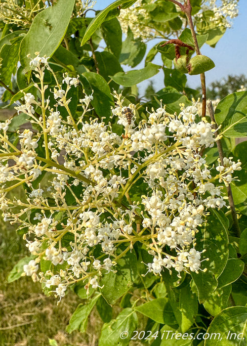 Closeup of bright white clusters of flowers.