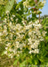 Closeup of bright white clusters of flowers.