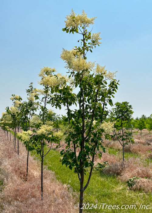 Snowdance Lilac growing in a nursery row in bloom in late spring.