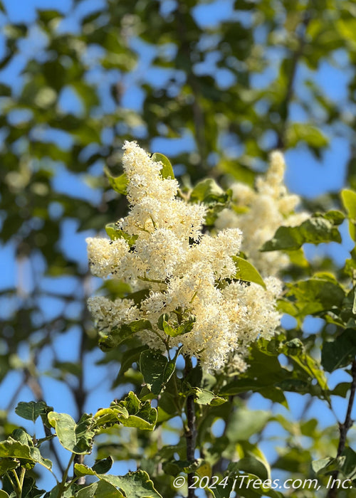 Closeup of plumy white flowers and green leaves.