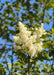 Closeup of plumy white flowers and green leaves.