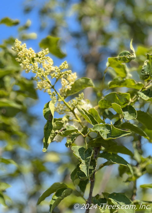 Closeup of green leaves.