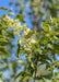 Closeup of green leaves.